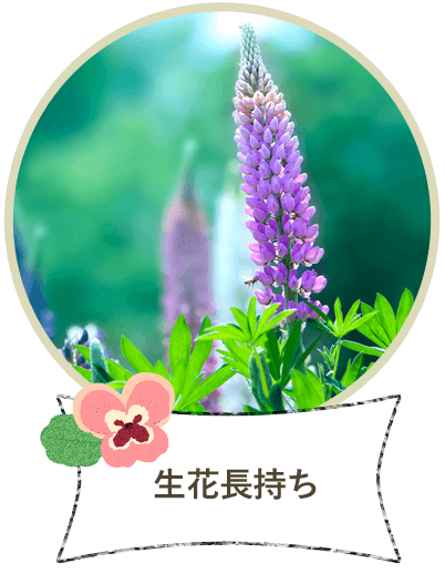 生花長持ち